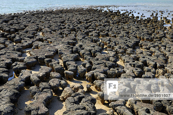 Stromatoliten  Hamlin Pool Marine Nature Reserve  Shark Bay  WA  Australien