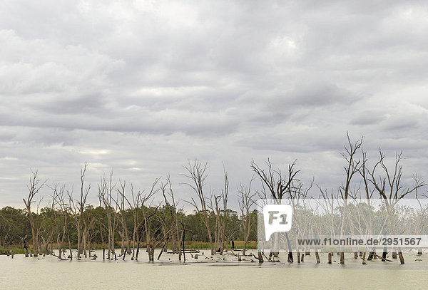 Abgestorbene Bäume in der überfluteten Uferregion des Murray River  Renmark  South Australia  Australien