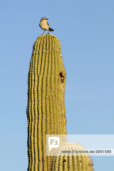 Northern Mockingbird (Mimus polyglottos) on a Saguaro Cactus  Tucson  Arizona  USA