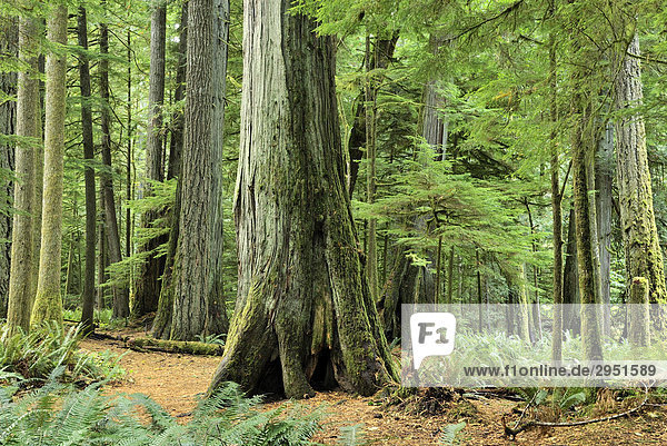 Baumriesen im kalten Regenwald Cathedral Grove  Macmillan Provincial Park bei Port Alberni  Vancouver Island  British Columbia  Kanada  Nordamerika