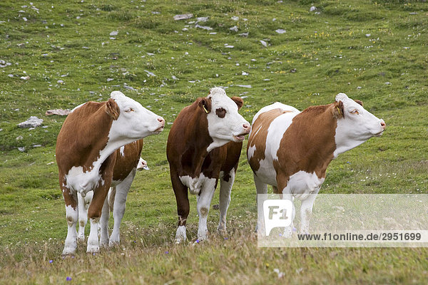Drei Kühe schauen nach rechts  Wiese bei Großglockner Hochalpenstraße  Nationalpark Hohe Tauern  Österreich