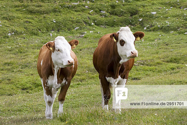 Zwei Kühe schauen zur Seite  Wiese bei Großglockner Hochalpenstraße  Nationalpark Hohe Tauern  Österreich