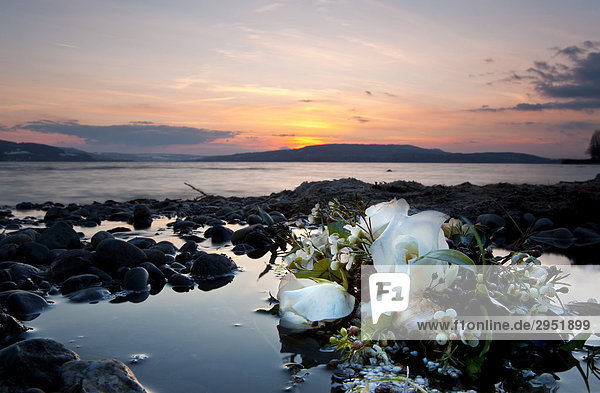 Thrown away bridal bouquet in the effluent of Lake Constance  Reichenau Island  Baden-Wuerttemberg  Germany