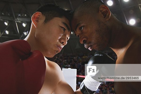 Zwei Boxer sparring
