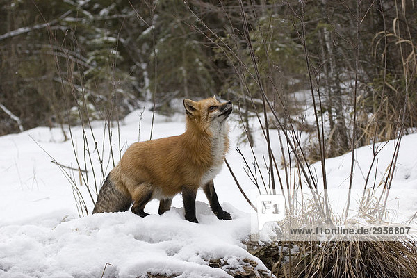 Red fox sniffing at a bush