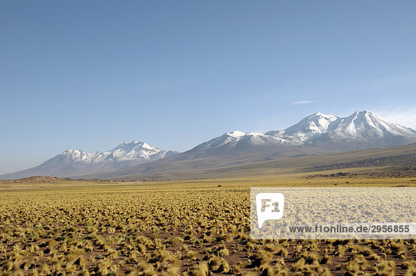 High land steppe in the Altiplano area in the background the Andes Chile