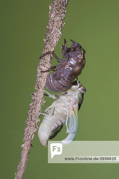 Zikade (Tibicen resh) Alttier schlüft aus Nymphenhaut und trocknet seine Flügel  Sinton  Corpus Christi  Texas  USA