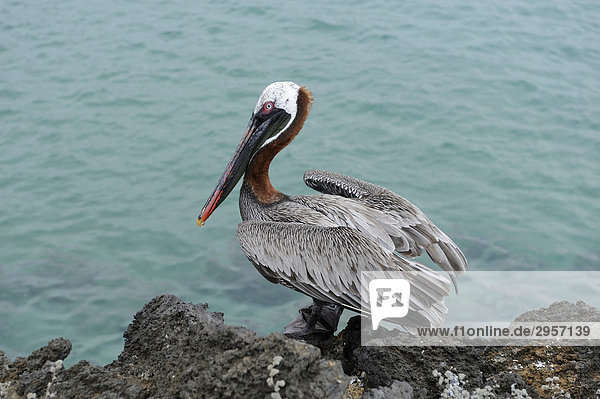 Braunpelikan  auch Brauner Pelikan (Pelecanus occidentalis)  Galapagos  Ecuador  Südamerika