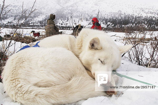 Curled-up white husky  sled dog  resting  Yukon Territory  Canada