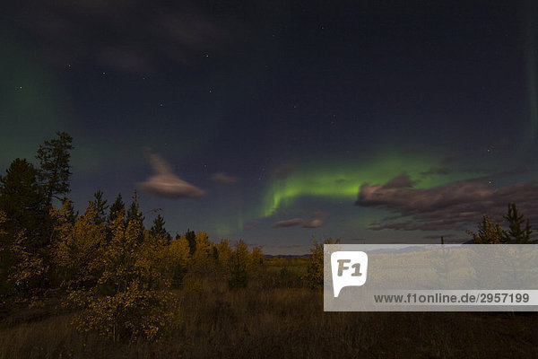 Aurora Borealis  Nordlichter  Wolken  Herbstfarben  Yukon Territory  Kanada  Nordamerika