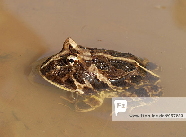 Schmuckhornfrosch (Ceratophrys cranwelli) im Wasser  Nahaufnahme  Gran Chaco  Paraguay  Südamerika
