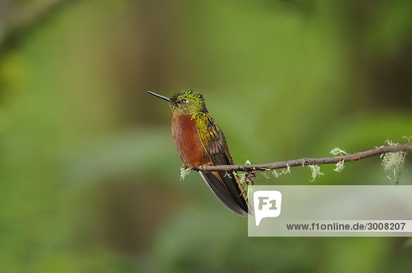 Tier  Natur  Ast  Vogel  Zweig  Ecuador  Kolibri