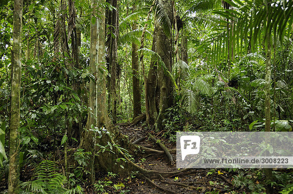 Tropisch Tropen subtropisch folgen Regenwald grün Überfluss Wald Natur Holz Ecuador Weg