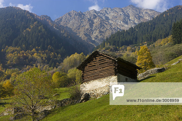 Landschaftlich schön landschaftlich reizvoll Pferdestall Berg Baum Landschaft Wald Holz Alpen Herbst Kanton Graubünden Soglio Schweiz
