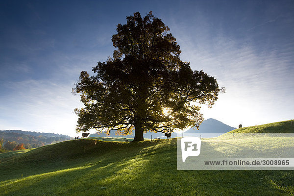 Hausrind Hausrinder Kuh Landschaftlich schön landschaftlich reizvoll Baum Landschaft Hügel 1 Herbst Wiese Gegenlicht Schweiz