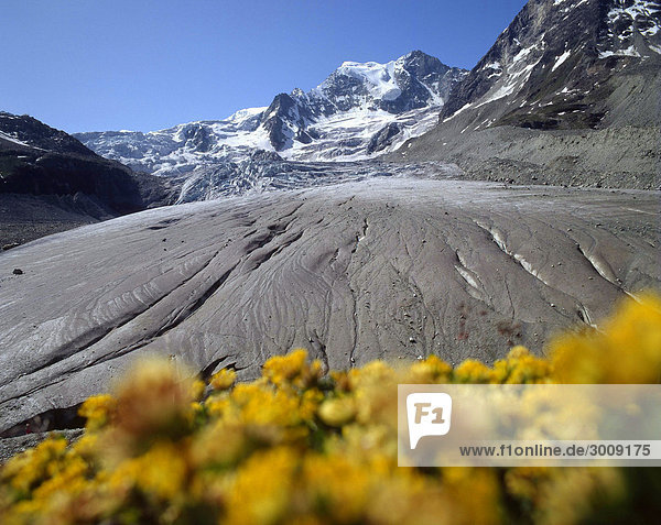 10862416  alps  alpine  mountain  mountains  ice  Flowers  Moiry glacier  Canton of Valais  Switzerland  landscape  scenery  nature