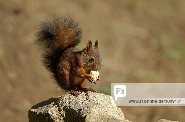 Eichhörnchen Sciurus vulgaris Europa Tier Wald Natur Holz 1 essen essend isst