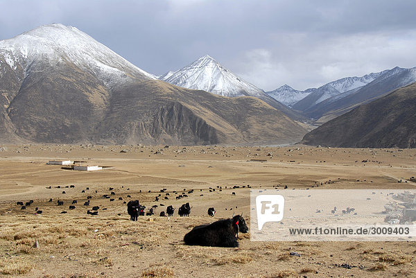 Yaks in wide valley and snow covered mountains at Reting monastery Tibet China