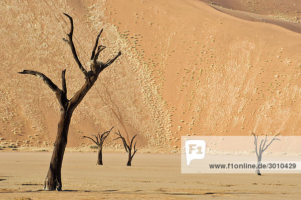 Dead Camel Thorn Trees (Acacia erioloba) at the Dead Vlei in the Namib Desert  Namibia  Africa