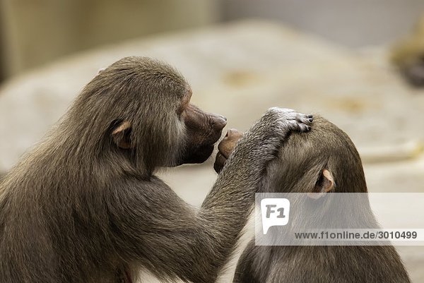 Zwei sich liebkosende Affen  Frankfurter Zoo  Deutschland
