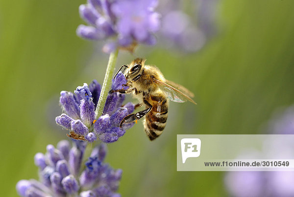 Honigbiene (Apis) auf Lavendel (Lavandula angustifolia)