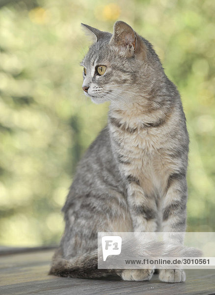 Young grey-tigered cat sitting on a table