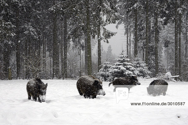 Wild boars in a winter forest at snow fall (Sus scrofa)