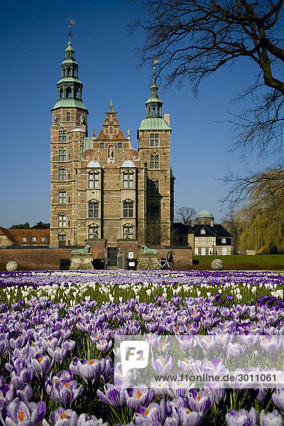 Blühende Krokusse auf der Wiese vor dem Rosenborg Schloss  Kopenhagen  Dänemark