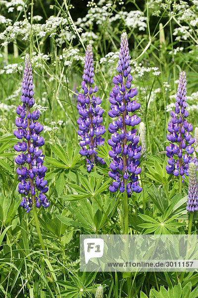 Lupinen Lupinus polyphyllus auf einer Wiese