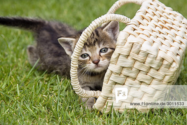 Junge Katze spielt mit Körbchen