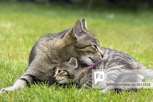 Domestic cat licking young