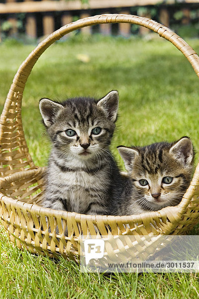 Junge Hauskatzen in Körbchen