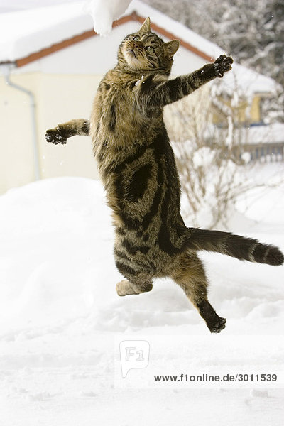Katze springt im Schnee  Hauskatze  Deutschland