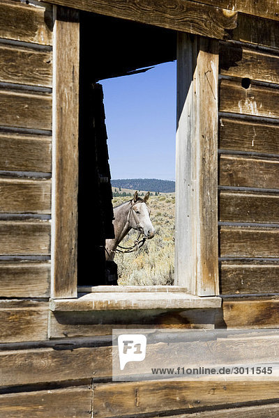 Pferd vor Scheunenfenster  Wilder Westen  Oregon  USA
