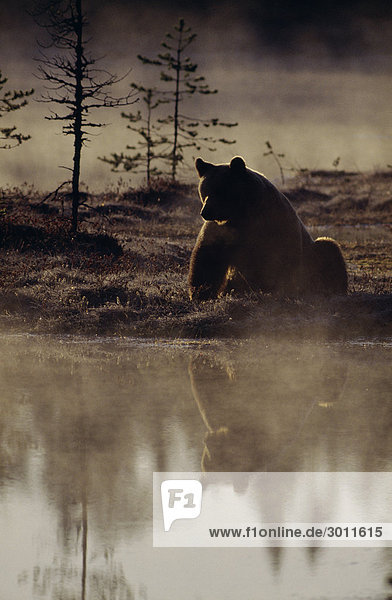 Bear in forest