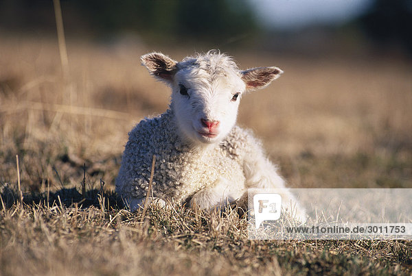 Schafe Nahaufnahme