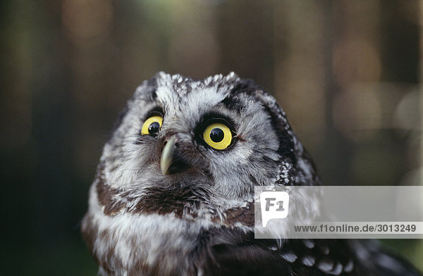 Owl mit gelben Augen Nahaufnahme