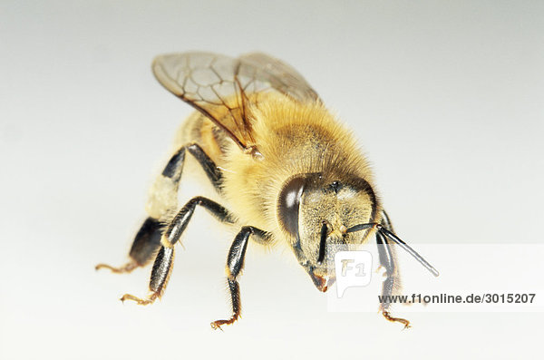 Biene auf weißem Hintergrund
