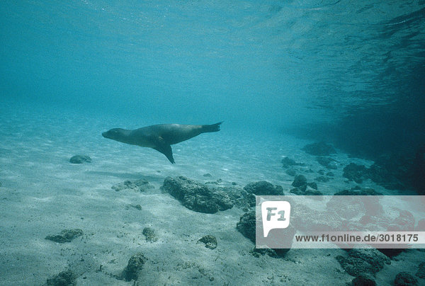 Seelöwe Galapagosinseln Kalifornien