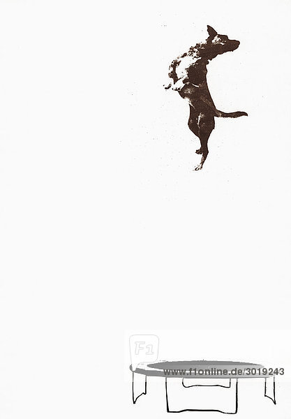 Hund springt auf Trampolin
