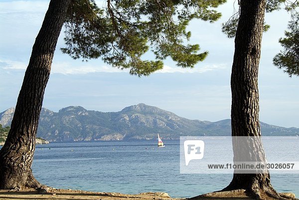Boot auf dem Meer  zwei Bäumen im Vordergrund  Mallorca  Spanien