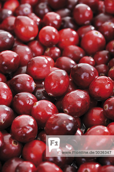 Cranberries (Vaccinium macrocarpon)  Vollrahmen