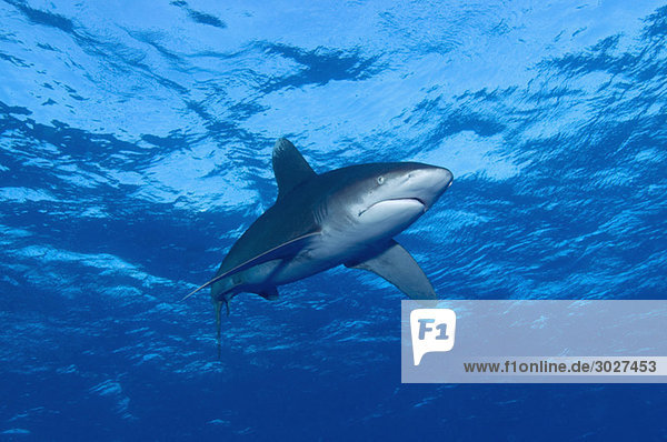 Egypt  Red Sea  Oceanic whitetip shark (Carcharhinus longimanus)