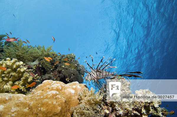 Ägypten  Rotes Meer  Löwenfische (Pterois volitans) und Korallenbarsche (Cephalopholis miniatus)