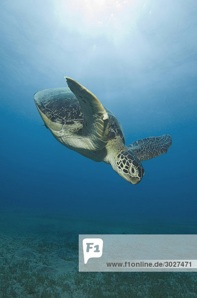 Ägypten,  Rotes Meer,  Grüne Meeresschildkröte (Chelonia mydas)