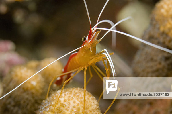 Ägypten  Rotes Meer  Cleaner shrimp (Lysmata amboinesis)  Nahaufnahme
