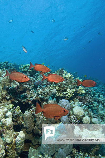 Ägypten  Rotes Meer  Großaugen (Priacanthus hamrur)