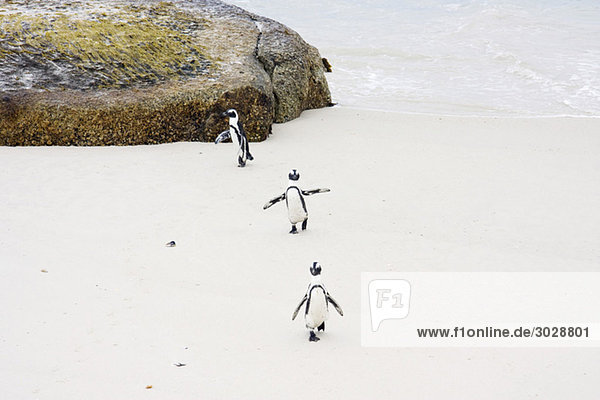 Afrika  Kapstadt  Boulder Beach  Jackass Penguins (Speniscus demersus) beim Spaziergang am Strand