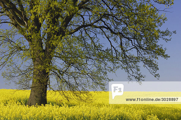 Germany  Mecklenburg-Western Pomerania  Oak tree (Quercus spec.) in rape field