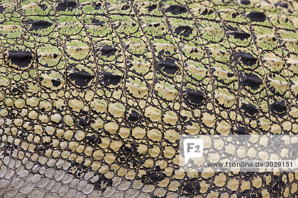 Schuppen des Salzwasserkrokodils (Crocodylus porosus)  Vollbild